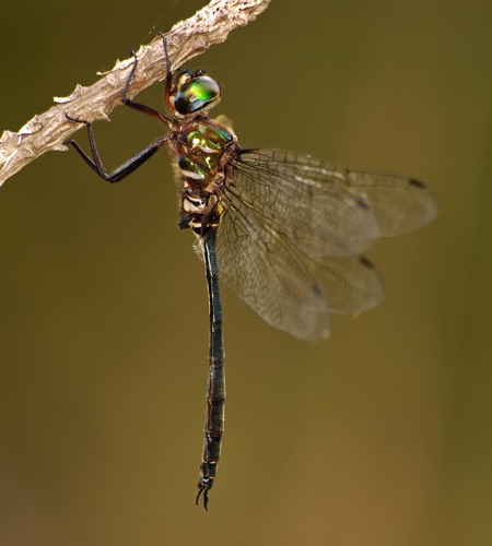 Male
2005_10_09_Brantley